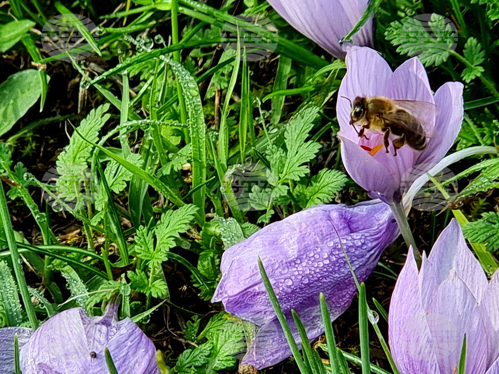 Варна - минзухари