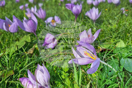 Варна - минзухари