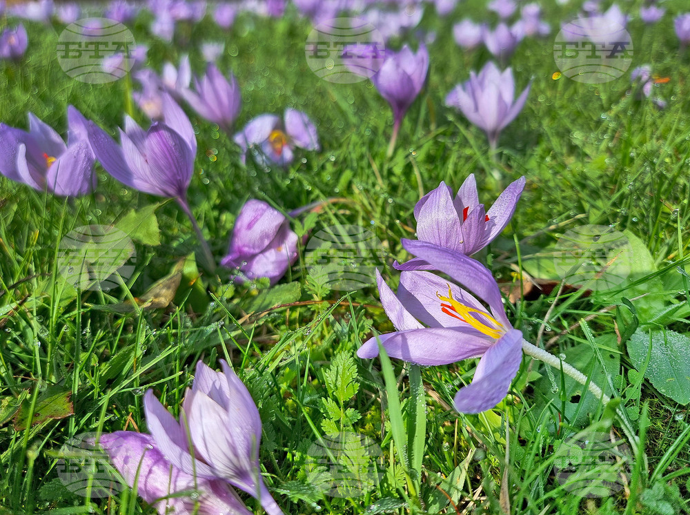 Варна - минзухари