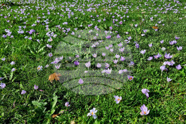 Варна - минзухари