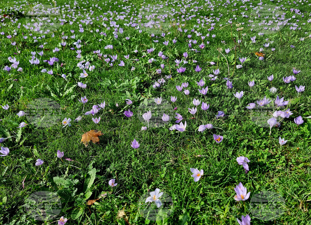 Варна - минзухари