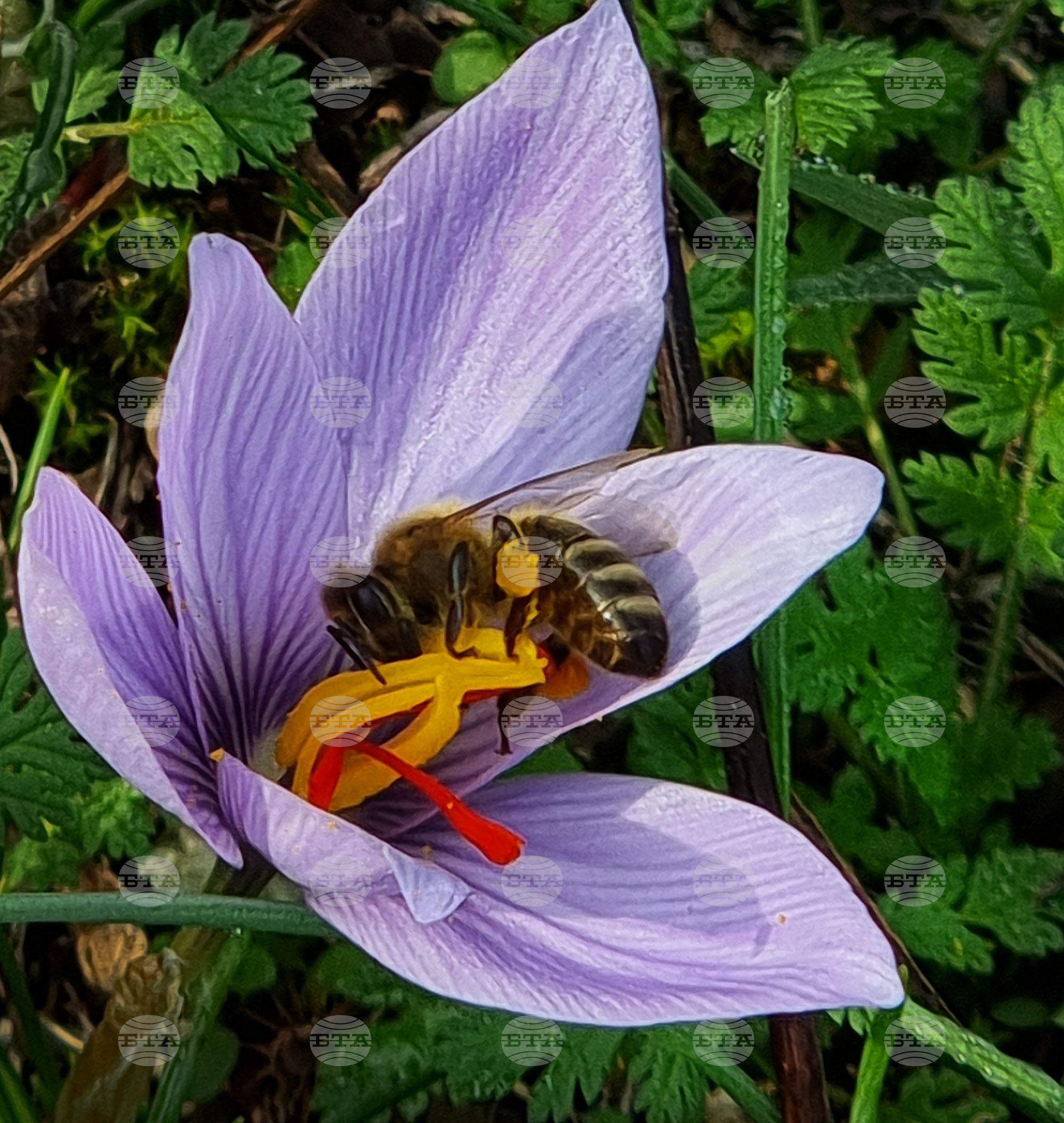 Варна - минзухари