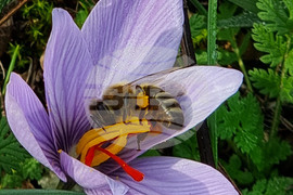 Варна - минзухари