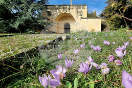 Варна - минзухари