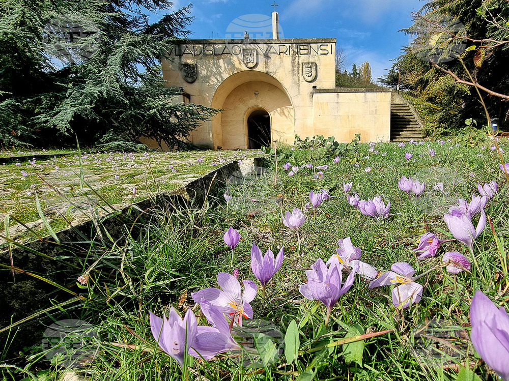 Варна - минзухари