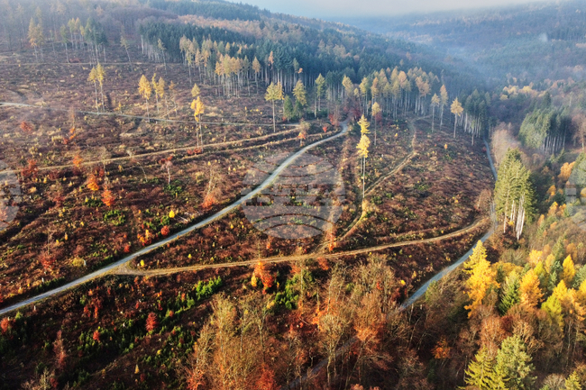 Страните от ЕС одобриха отлагането с още една година на влизането в сила на европейския закон срещу обезлесяването, съобщи Франс прес