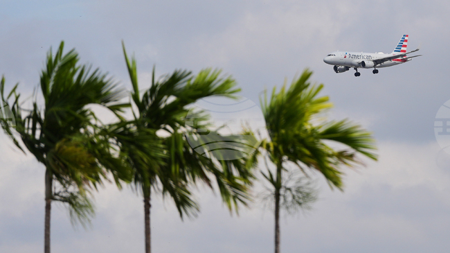 Редки палми в Рио де Жанейро цъфтят само веднъж, преди да умрат