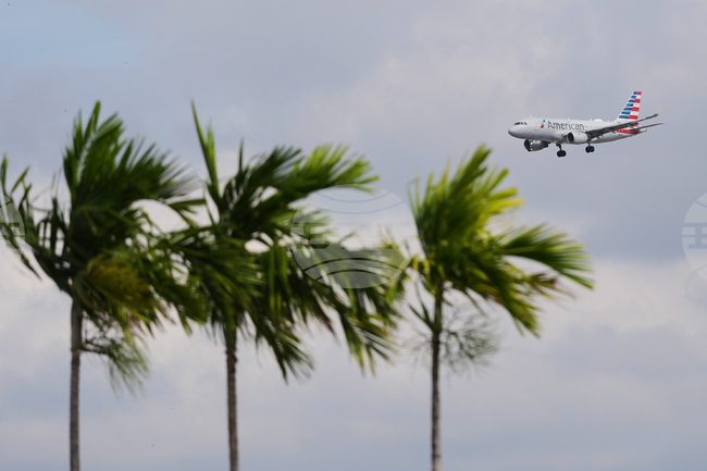 Редки палми в Рио де Жанейро цъфтят само веднъж, преди да умрат