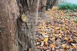 Gardening - Leaf Litter