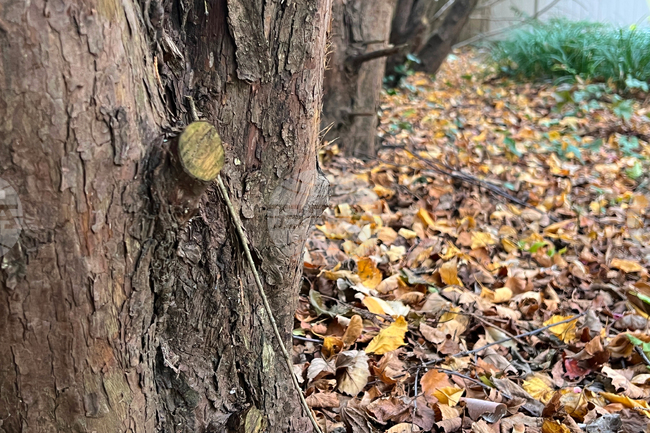 Gardening - Leaf Litter