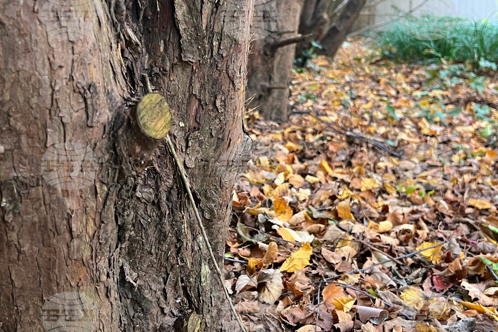 Gardening - Leaf Litter