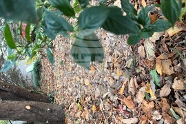 Gardening - Leaf Litter