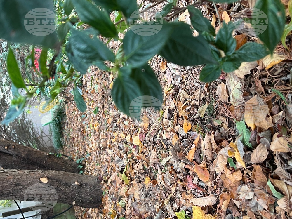Gardening - Leaf Litter
