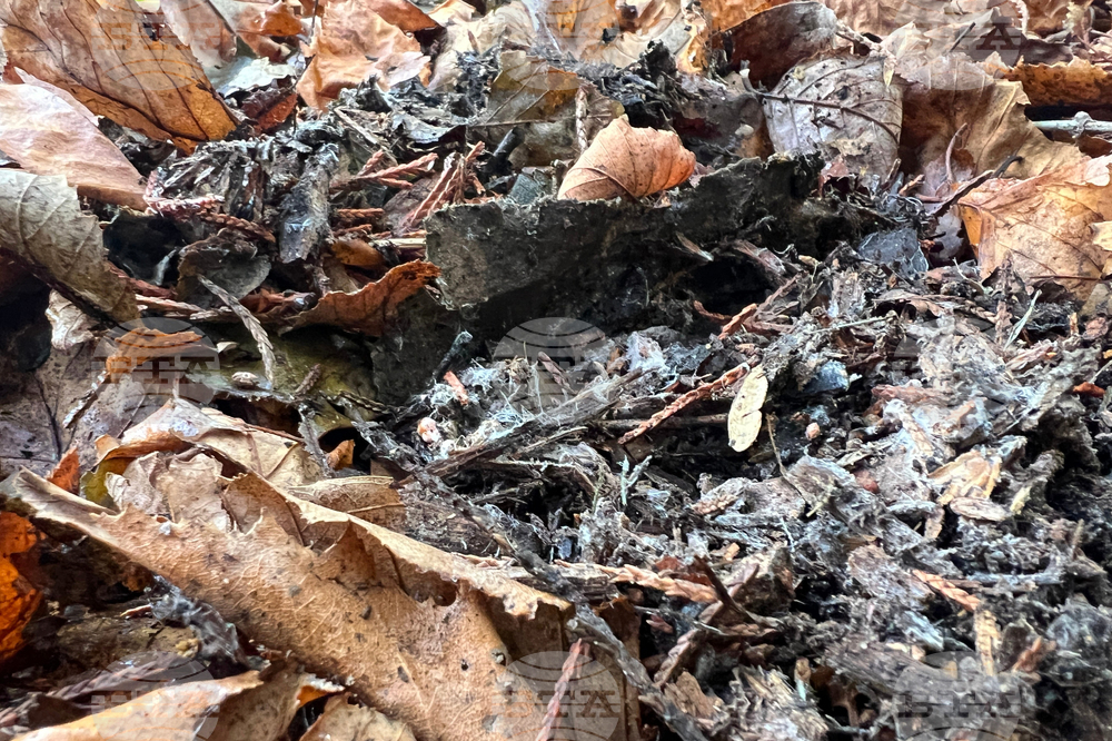 Gardening - Leaf Litter