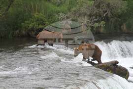 Alaska Bears Lawsuit