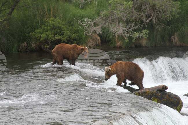 Alaska Bears Lawsuit