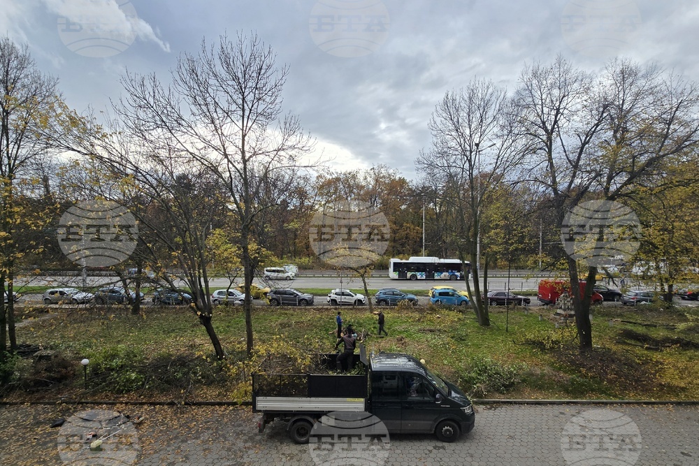 В подготовка за зимата столичната дирекция „Зелена система“ почисти суха растителност пред сградата на БТА