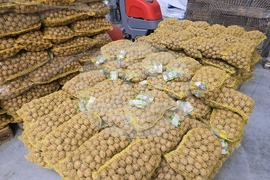 Свищов - "Сортови семена Елит 2001" ЕООД - Избирам България