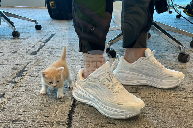 Baylor Kitten Basketball