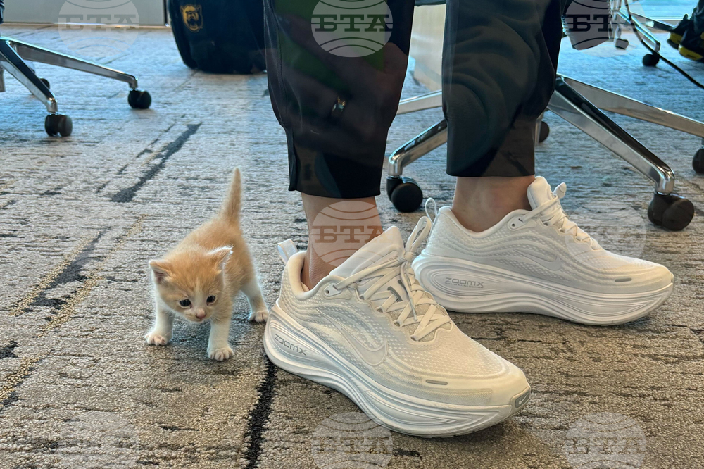 Baylor Kitten Basketball