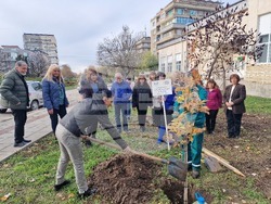 Разград - дърво - библиотека
