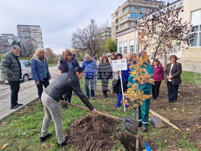 Разград - дърво - библиотека