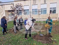 Разград - дърво - библиотека