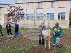 Разград - дърво - библиотека