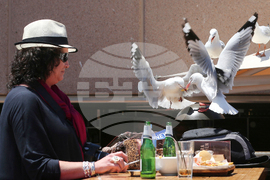 Britain Scaring Seagulls