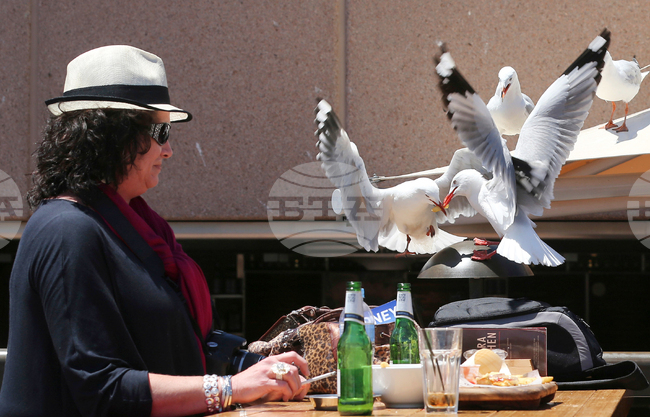 Britain Scaring Seagulls