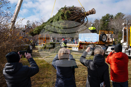 Canada Boston Christmas Tree