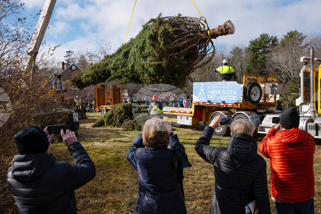 Canada Boston Christmas Tree