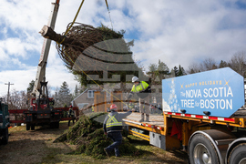 Canada Boston Christmas Tree