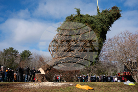 Canada Boston Christmas Tree