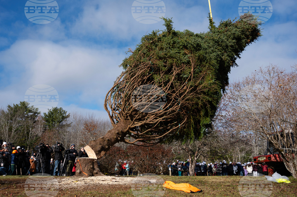 Canada Boston Christmas Tree
