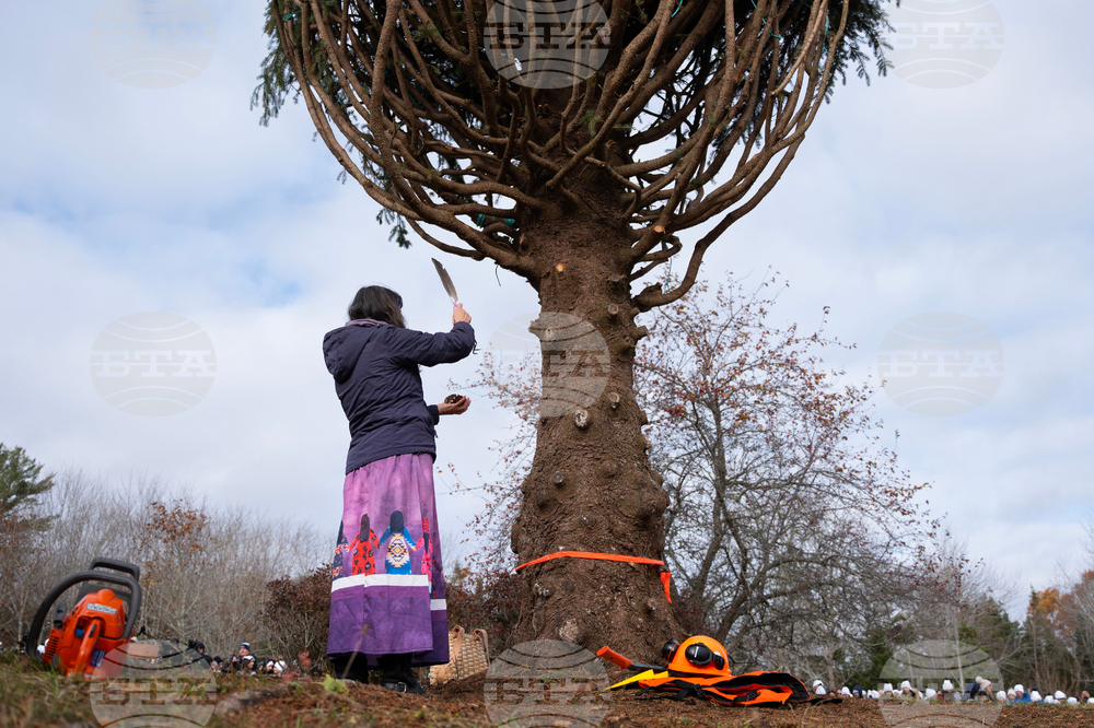 Canada Boston Christmas Tree