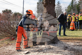 Canada Boston Christmas Tree