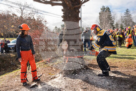 Canada Boston Christmas Tree