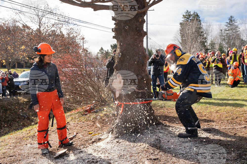 Canada Boston Christmas Tree