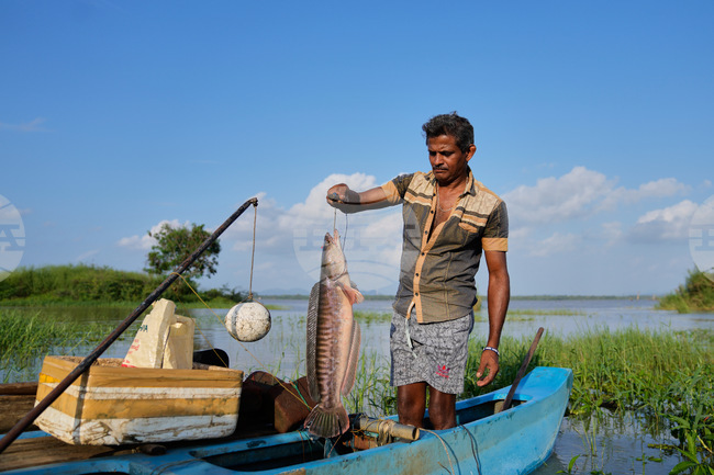 Sri Lanka Invasive Fish Photo Gallery