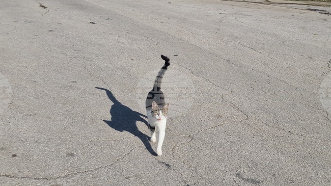 Полицията в Стара Загора проверява сигнали, че мъж и жена ловят бездомни животни със саморъчно направени капани 