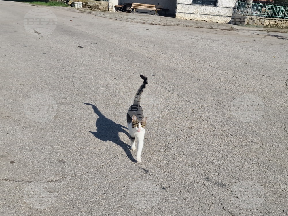 Полицията в Стара Загора проверява сигнали, че мъж и жена ловят бездомни животни със саморъчно направени капани 