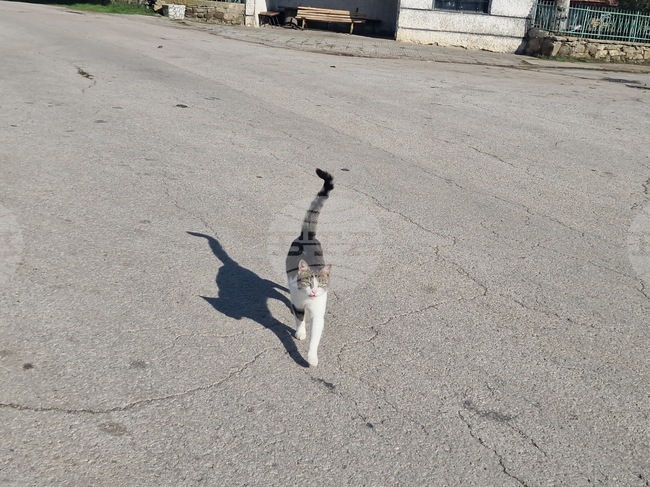 Полицията в Стара Загора проверява сигнали, че мъж и жена ловят бездомни животни със саморъчно направени капани 