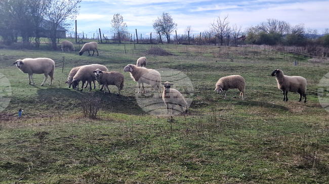 Над 8000 овце са починали в Словения от болестта „син език"