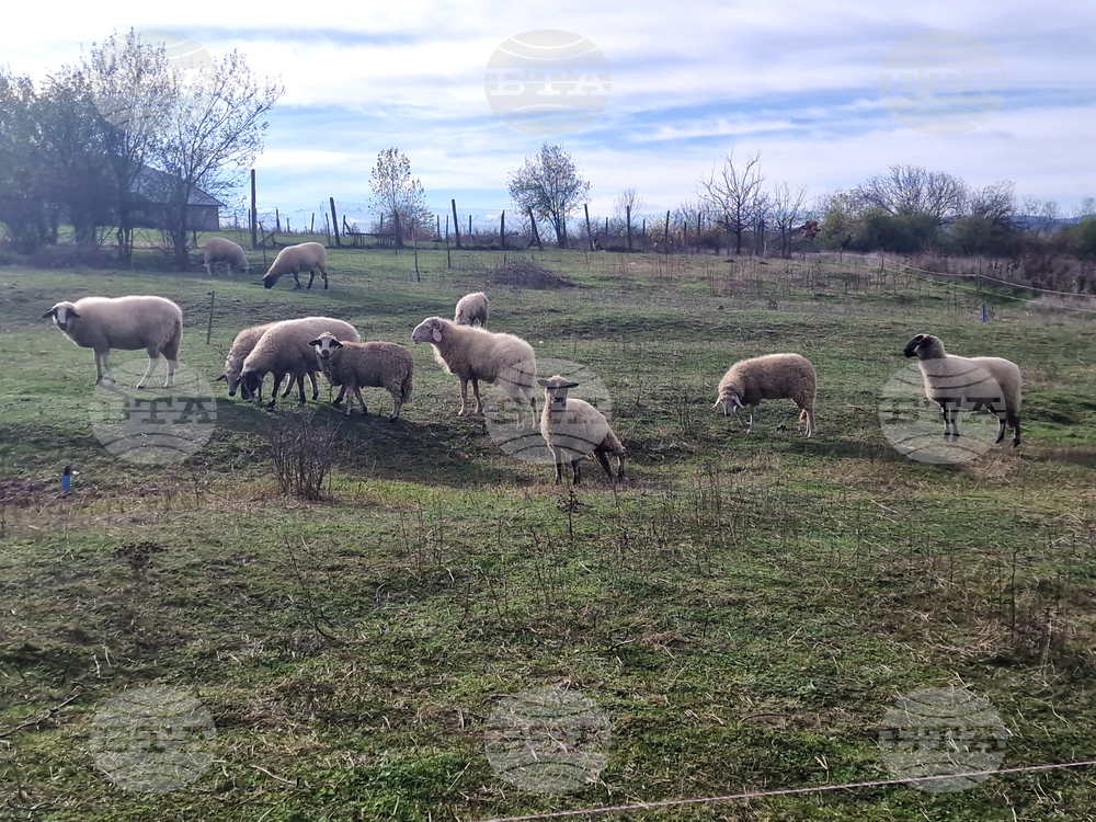 Над 8000 овце са починали в Словения от болестта „син език"