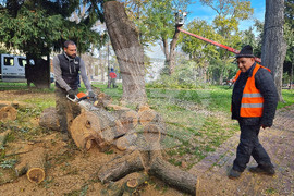 Варна - премахване на опасни дървета