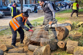 Варна - премахване на опасни дървета