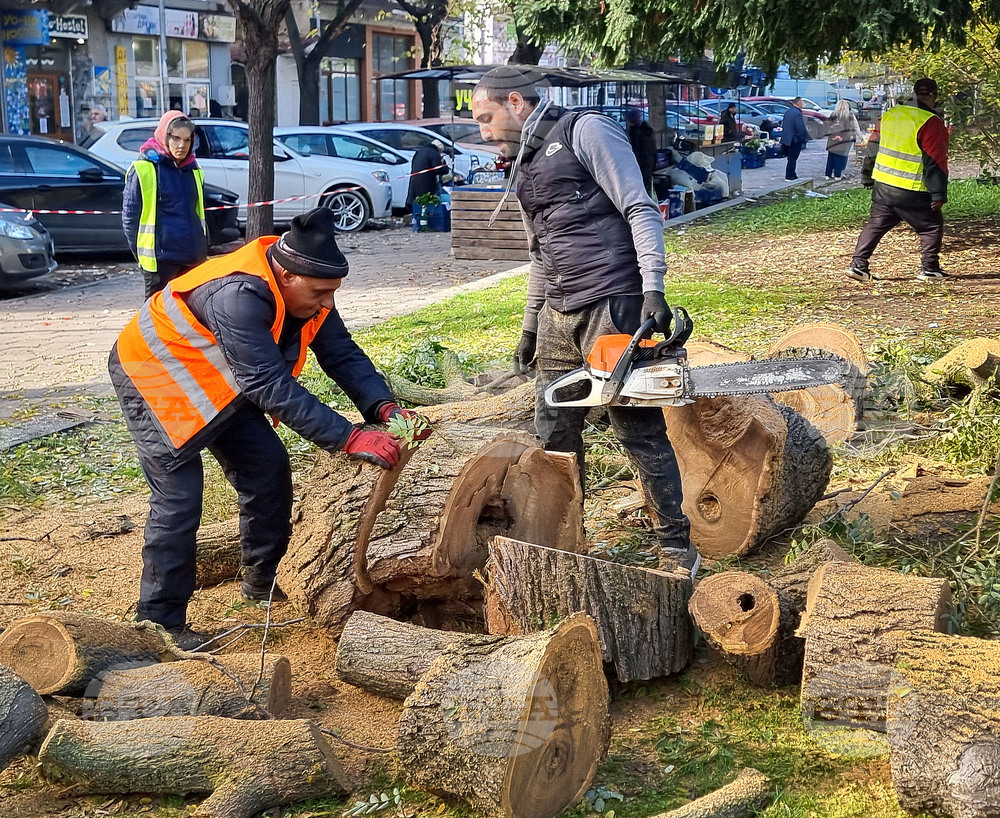 Варна - премахване на опасни дървета