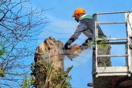 Варна - премахване на опасни дървета