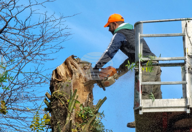 Варна - премахване на опасни дървета